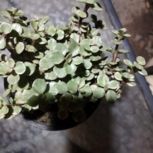 variegated jade plant